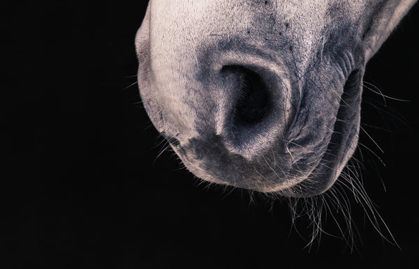 Horse Nose