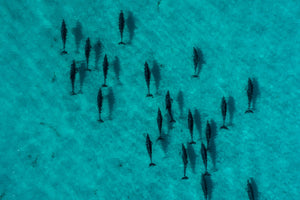 Freycinet Dolphins